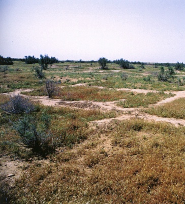 Primavera 2003. Il sito di AK9 prima dello scavo.