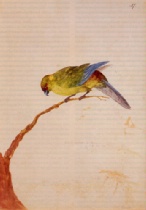 Tahiti-Laufsittich (ausgestorben), F: Psittacus pacificus - Cyanoramphus zealandicus (Tahiti, 1774), ebd., Abb. S. 206